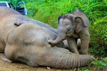 Xúc động khoảnh khắc chia ly của động vật hoang dã