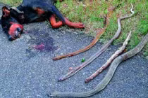 Chó hi sinh thân mình cứu gia chủ khỏi bầy rắn hổ mang