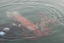 Sốc với chiều dài tối đa của mực khổng lồ