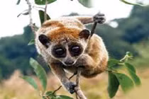 Khám phá gây kinh ngạc về loài Cu li ít ai biết 