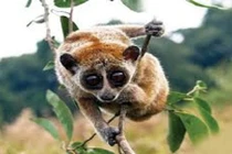 Khám phá gây kinh ngạc về loài Cu li ít ai biết 