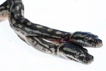 Sửng sốt với sự xuất hiện của con rắn hai đầu