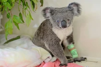 Koala có 2 màu mắt xanh nâu gây kinh ngạc tột độ