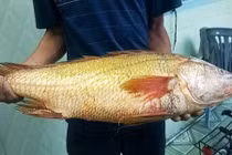 Bắt được cá sủ vàng quý hiếm, nặng trên 4kg ở Vũng Tàu