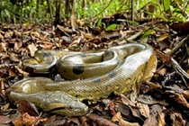 Bộ mặt thật quái thú săn mồi khổng lồ