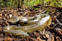 Bộ mặt thật quái thú săn mồi khổng lồ