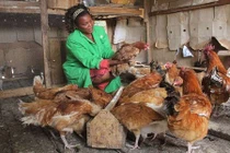 Ngủ cùng với gà phòng chống được bệnh sốt rét