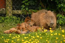 Chuột khổng lồ "vượt ngục" gây náo loạn thành phố Canada