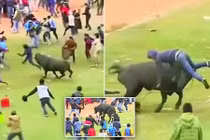 Rùng mình cảnh bò nổi điên, làm loạn trong lễ hội