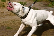 Những giống chó dữ có xu hướng cắn chủ nhiều nhất