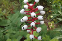 Những loài cây "dị" mẹ thiên nhiên "tạo ra khi ngủ gật"