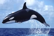 Kinh hoàng dự án bí mật biến động vật thành chiến binh