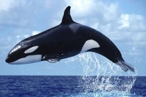 Kinh hoàng dự án bí mật biến động vật thành chiến binh