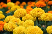 Giải mã loại hoa tuyệt đối cấm đặt lên bàn thờ ngày Tết