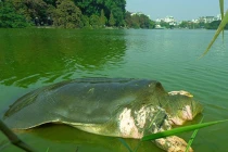 Lai lịch ít biết về cụ Rùa Hồ Gươm