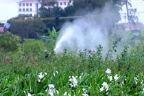 Ẩn họa khôn lường từ hoa tươi