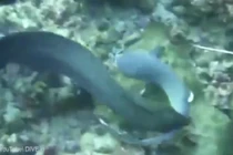 Lươn khổng lồ suýt nuốt chửng cá mập