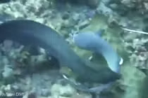 Lươn khổng lồ suýt nuốt chửng cá mập