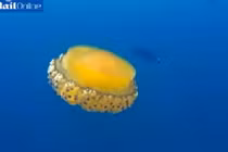 Cận cảnh sứa trứng rán cực hiếm gặp