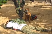 Tận mắt xem cảnh chó tấn công bảo vệ chủ