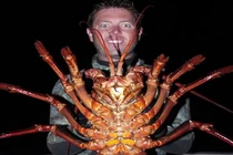 Ngư dân bắt sống tôm hùm khổng lồ nặng 5,4kg