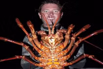 Ngư dân bắt sống tôm hùm khổng lồ nặng 5,4kg