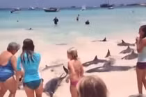 Kỳ lạ đàn cá heo lên bờ “giỡn” với khách du lịch