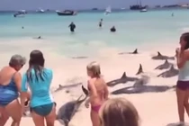 Kỳ lạ đàn cá heo lên bờ “giỡn” với khách du lịch