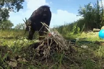 Tinh tinh nhóm lửa, nướng đồ ăn như người