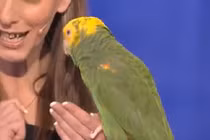 Xem chú vẹt thông minh giả giọng các con vật