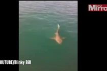 Gã đàn ông liều mạng vồ cá mập giữa đại dương