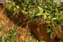 Clip: Núi Ba Vì nứt toác, nguy cơ sạt lở