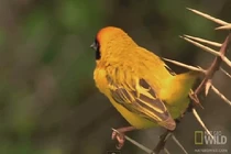 Lạ lùng chim tấn công rắn độc