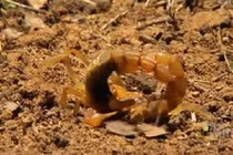 Cuộc đại chiến nảy lửa của bọ cạp