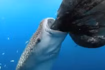 Thú vị xem cá mập voi ăn trộm cá của ngư dân