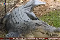 Clip: Cá sấu dài 1.2m sổng chuồng tại Việt Nam