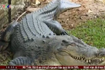 Clip: Cá sấu dài 1.2m sổng chuồng tại Việt Nam