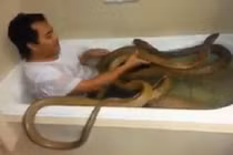 Rùng rợn thanh niên tắm cùng hổ mang chúa