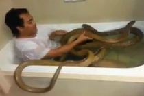 Rùng rợn thanh niên tắm cùng hổ mang chúa