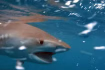 Tá hỏa khi câu nhầm "sát thủ đại dương"