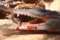 Cá sấu thông minh giả chết bẫy chim rừng