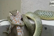 Xem rắn độc làm thịt tắc kè hoa