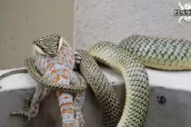 Xem rắn độc làm thịt tắc kè hoa