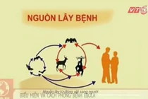 Ebola: Biểu hiện và cách phòng bệnh