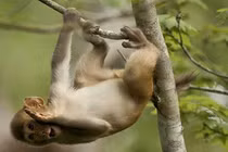 Lạ lùng thổ dân Mozambique huấn luyện khỉ săn lợn rừng