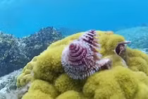 Kỳ thú loài giun giống cây thông Noel cực đáng yêu