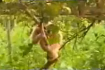 Clip hài hước về chú khỉ siêu quậy