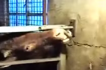 Khả năng phá khóa kinh ngạc của chú bò