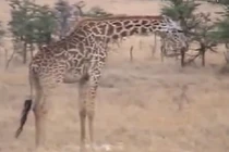 Báo thù cho con, hươu cao cổ giết chết sư tử