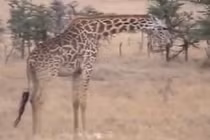 Báo thù cho con, hươu cao cổ giết chết sư tử